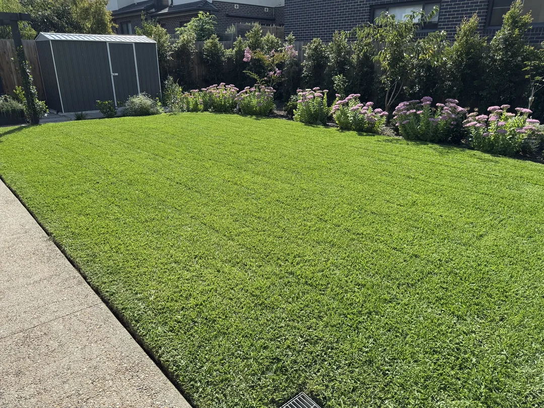 Green backyard lawn bordered by pink flowers and shrubs