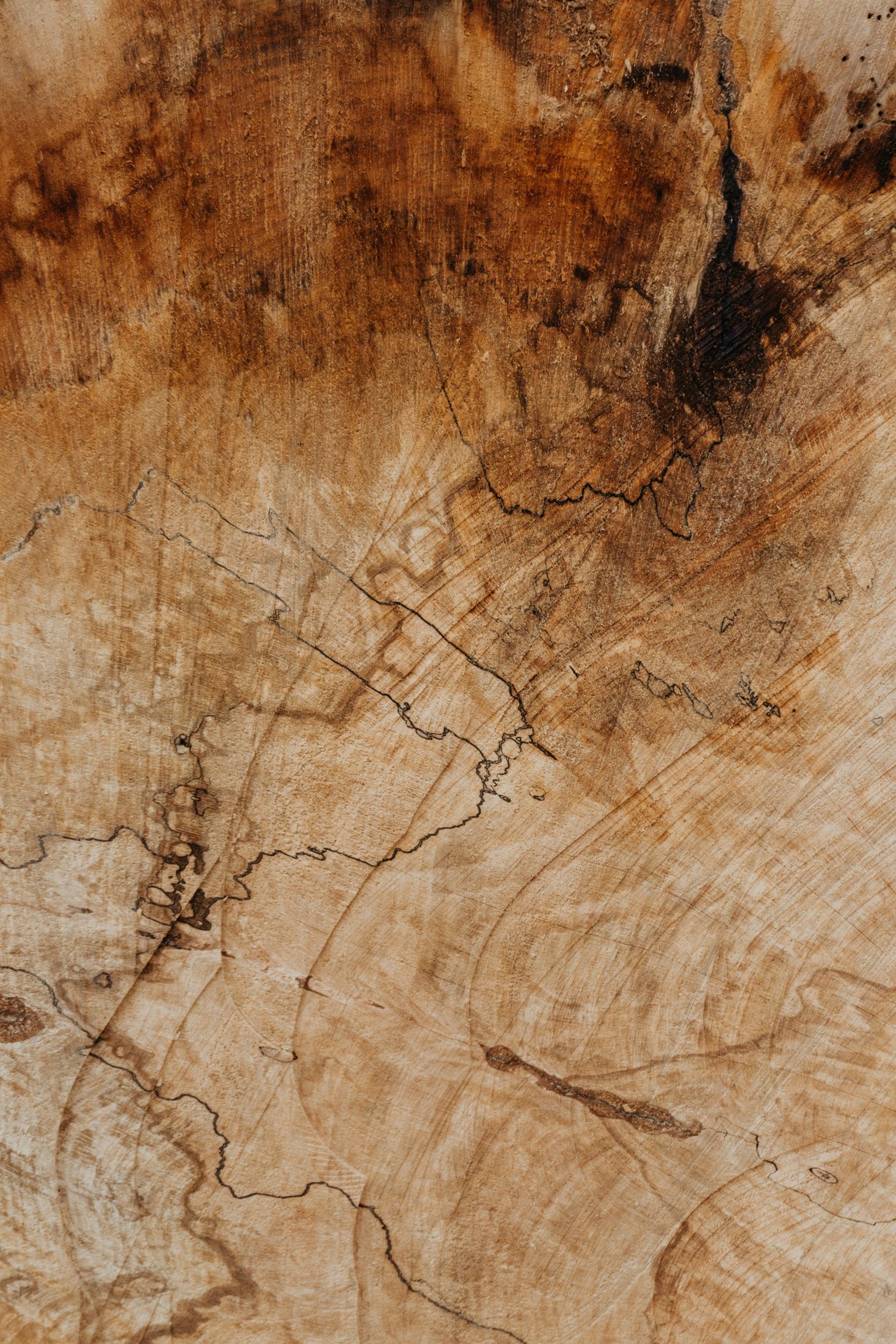 Tall eucalypt bark in detail — roots that hold
