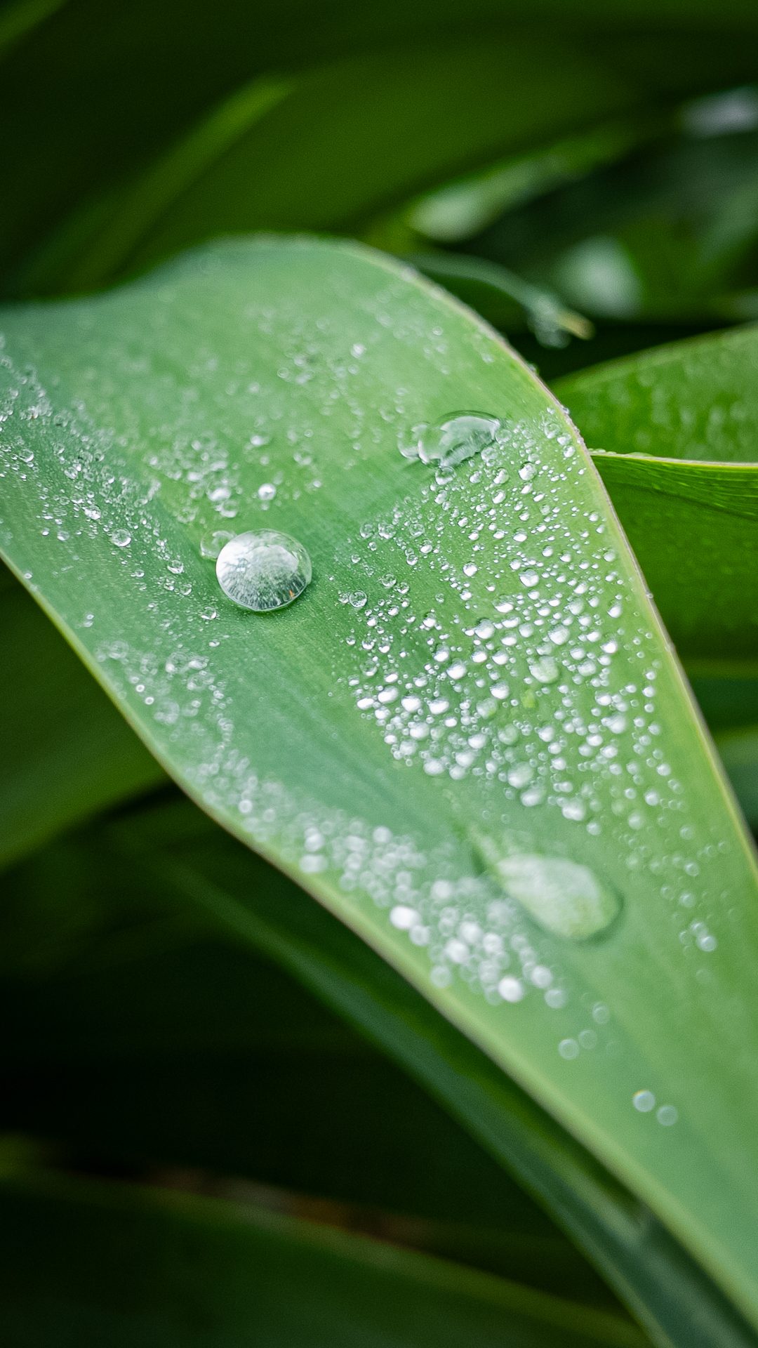 Macro leaf detail — the Eden signature image