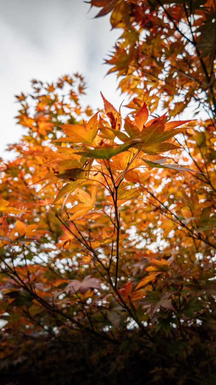 Japanese maple in full autumn orange