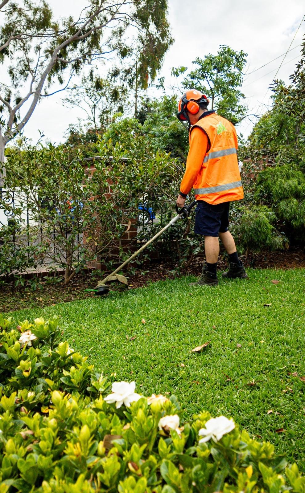 Eden gardener line-trimming lawn edges beside flowering gardenias