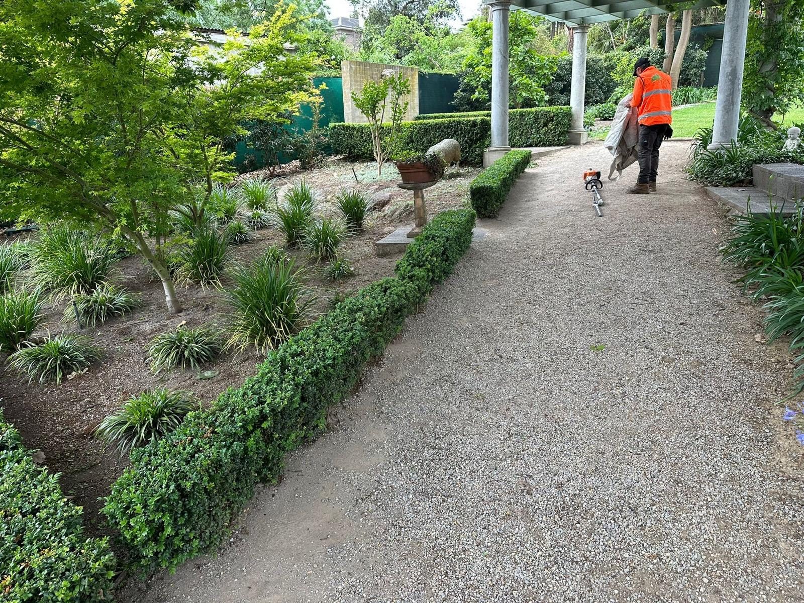 Gravel path and clipped hedges being maintained under a pergola