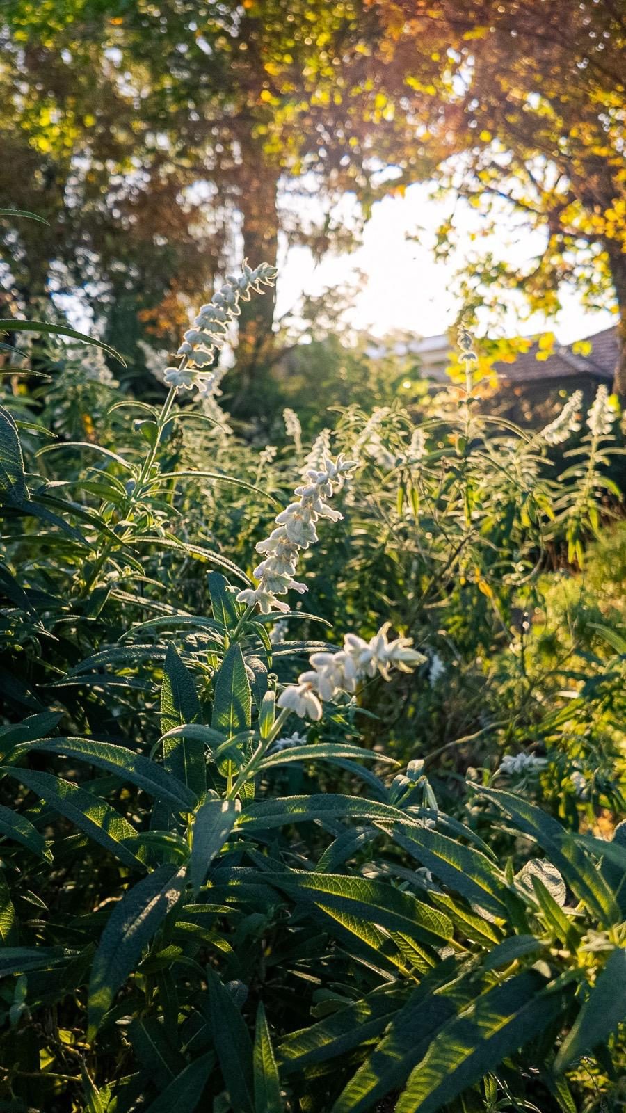 White salvia flower spikes catching late afternoon sun