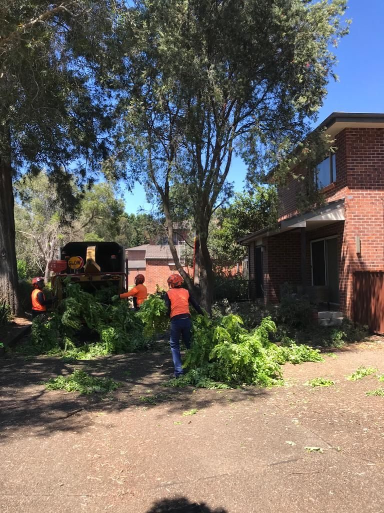 Crew clearing pruned branches beside a brick home