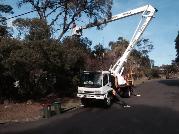 Cherry picker truck raised for street tree pruning