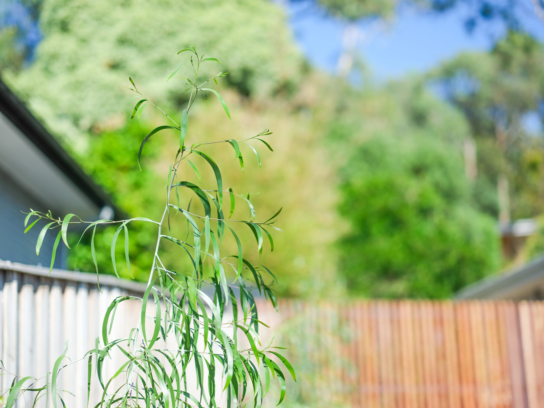 Young eucalyptus sapling planted beside a new fence