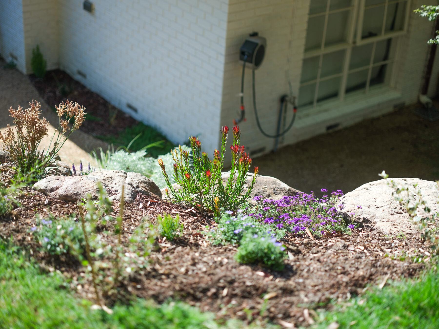 Native garden bed with leucadendron and flowering ground cover beside a Melbourne home
