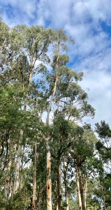 Tall eucalypt canopy against blue sky