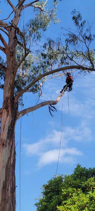 Arborist roped high in a tall eucalypt during a sectional dismantle