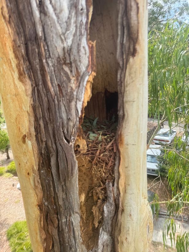 Split trunk showing a large hollow decay cavity