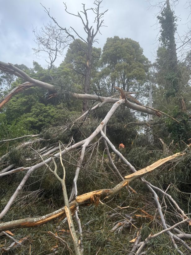 Storm broken limbs lying across a property
