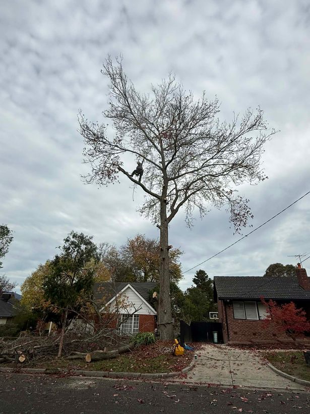 Arborist working on a dead tree beside a suburban home