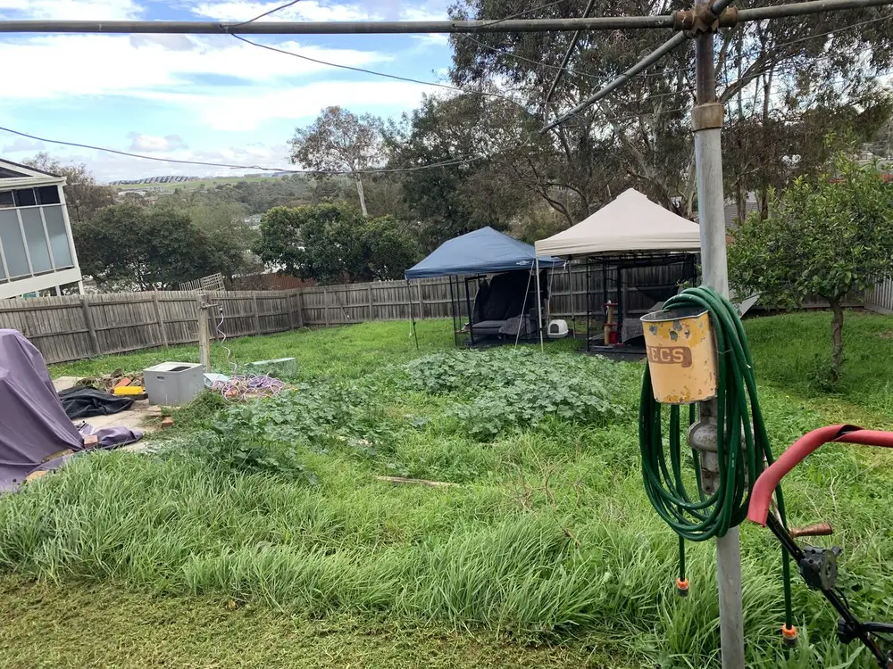 An overgrown backyard with long grass and weeds around a clothesline