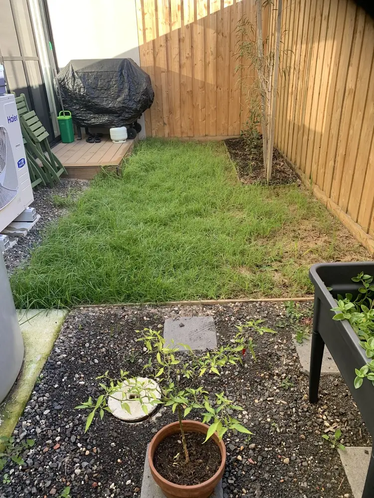 A small townhouse courtyard with long grass along a timber fence