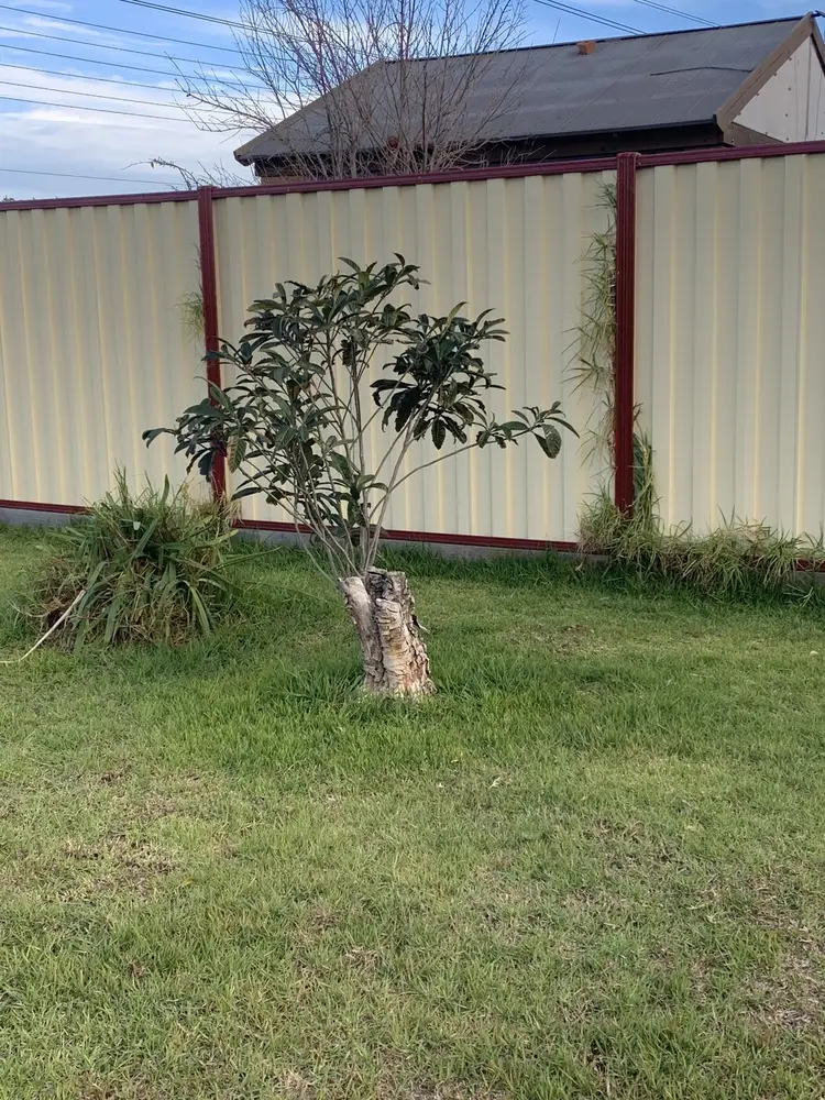 A small tree growing out of a cut stump in the middle of a lawn