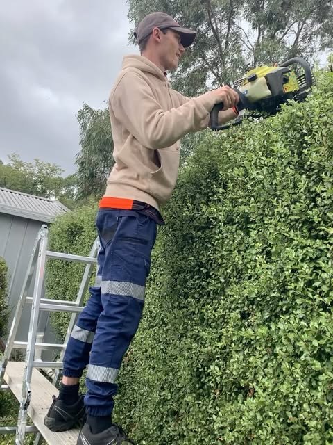 A worker on a ladder trimming the top of a tall hedge