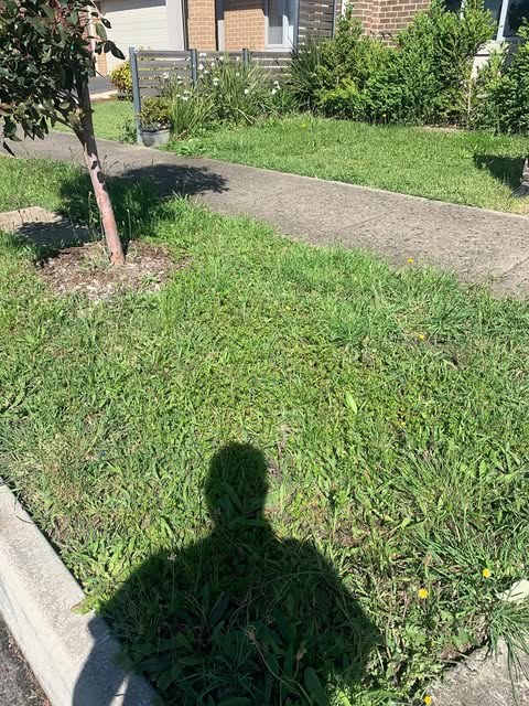 A mown front lawn with garden beds around the edges
